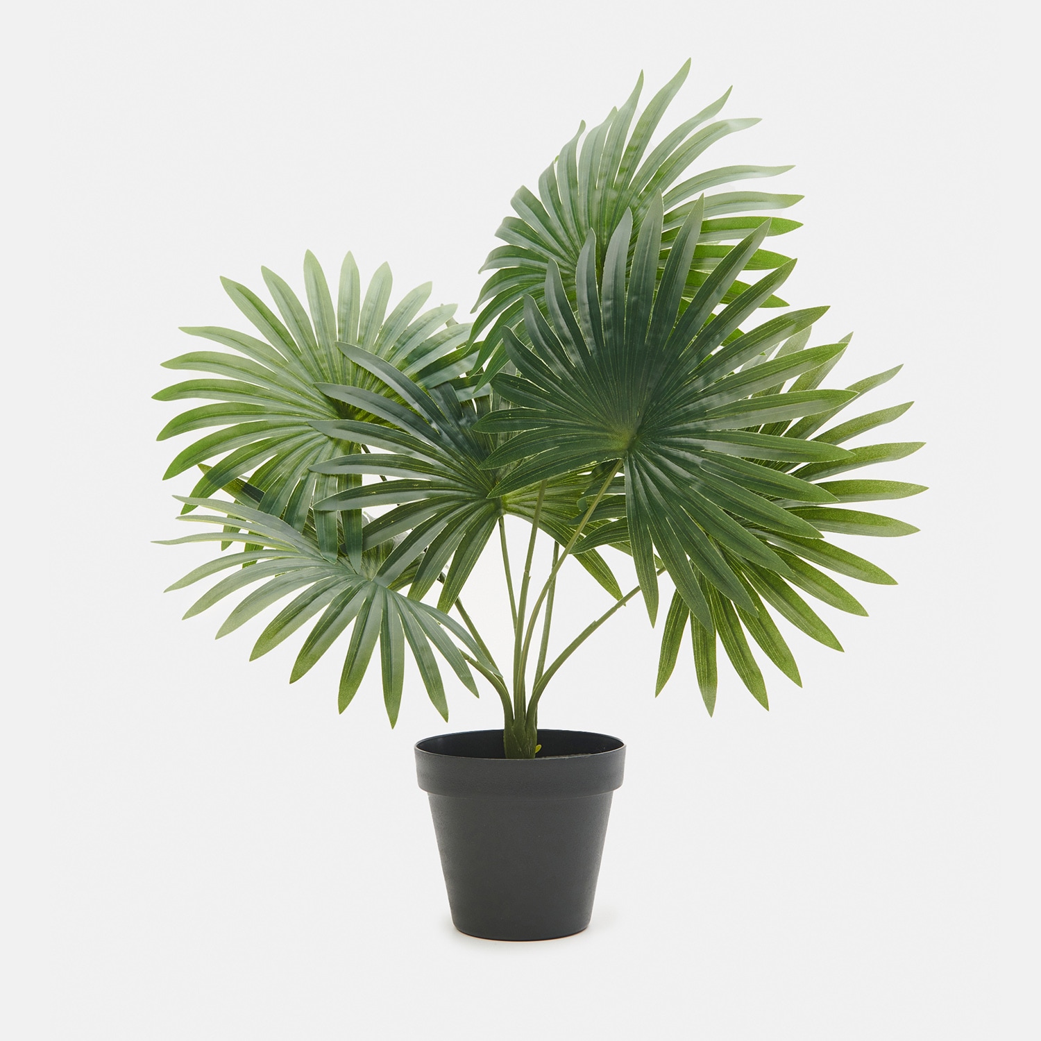 Sinsay – Decorative plant – Negru Sinsay Sinsay